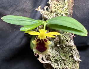 Gastrochilus retrocallus