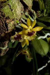 Gastrochilus retrocallus