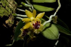 Gastrochilus retrocallus