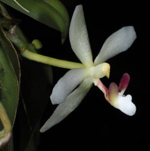 Brachypeza pallida