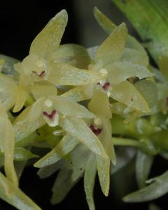 Pinalia tenuiflora