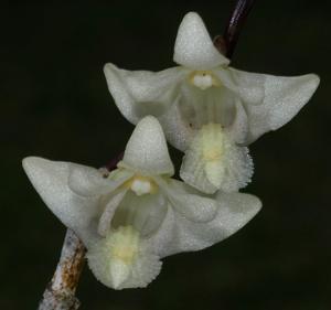 Dendrobium hendersonii