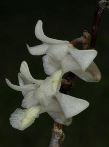 Dendrobium hendersonii