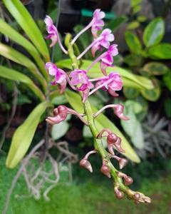 Aerides leeana