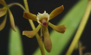 Encyclia viridiflora