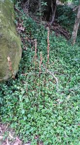 Gastrodia sesamoides