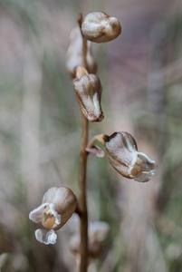 Gastrodia sesamoides