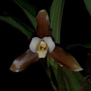 Lycaste xytriophora