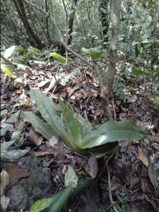 Paphiopedilum victoria-regina