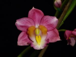 Gastrorchis humblotii