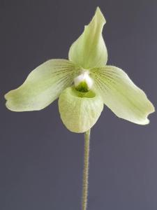 Paphiopedilum jackii