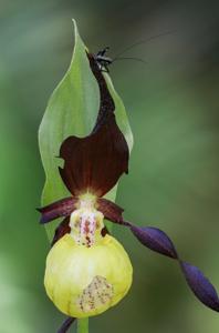 Cypripedium calceolus