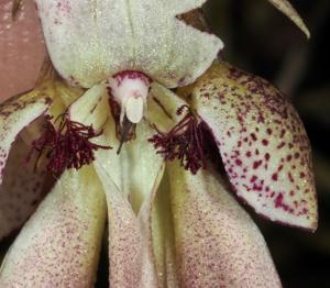 Bulbophyllum plumatum