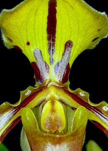 Paphiopedilum tigrinum