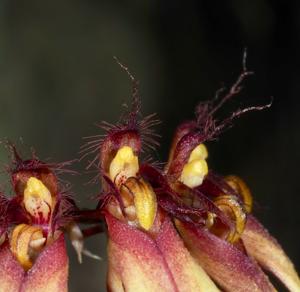 Bulbophyllum acuminatum