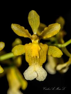 Oncidium chrysomorphum