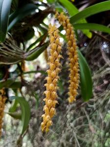 Bulbophyllum orientale