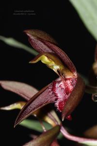 Catasetum osakadianum