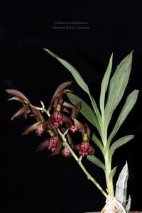 Catasetum osakadianum