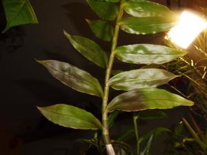 Dendrobium intricatum