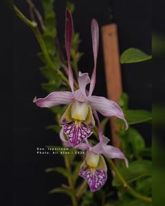 Dendrobium leporinum