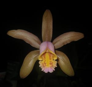 Cattleya forbesii