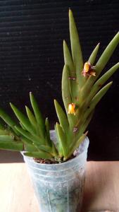 Oxystophyllum carnosum