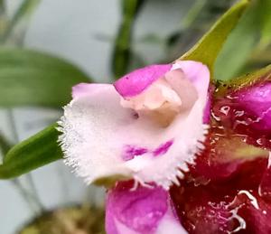 Elleanthus brasiliensis
