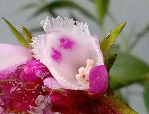 Elleanthus brasiliensis