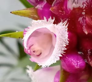 Elleanthus brasiliensis