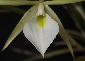 Brassavola tuberculata