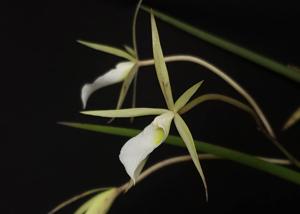 Brassavola tuberculata