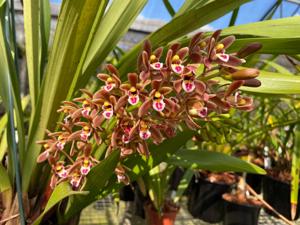 Cymbidium suavissimum