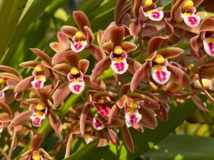 Cymbidium suavissimum