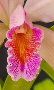 Cattleya forbesii