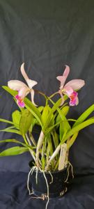 Cattleya forbesii