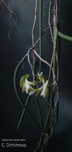 Dendrobium bowmanii