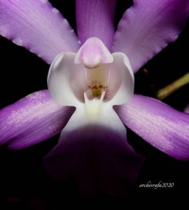 Laelia autumnalis