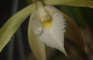 Brassavola martiana