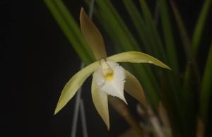 Brassavola martiana