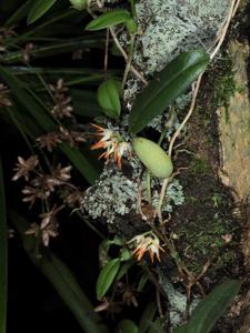 Bulbophyllum triflorum
