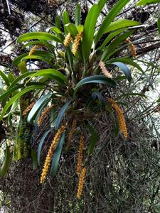Bulbophyllum orientale