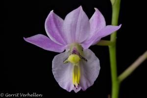 Barkeria whartoniana