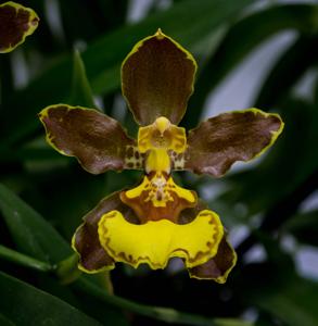 Oncidium oliganthum