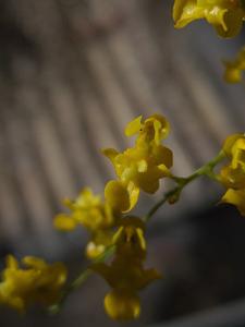 Oncidium cheirophorum