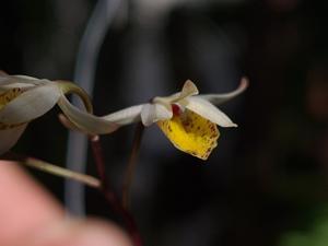 Barkeria obovata