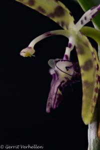 Pleurothallis talpinaria