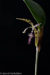 Pleurothallis talpinaria