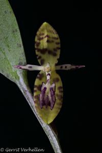 Pleurothallis talpinaria