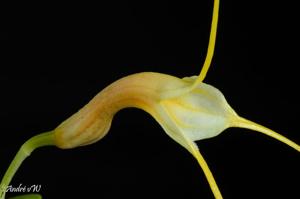 Masdevallia constricta